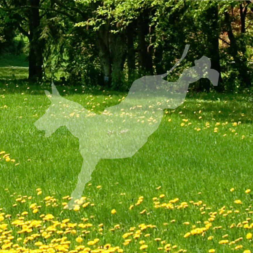 Mule Donkey