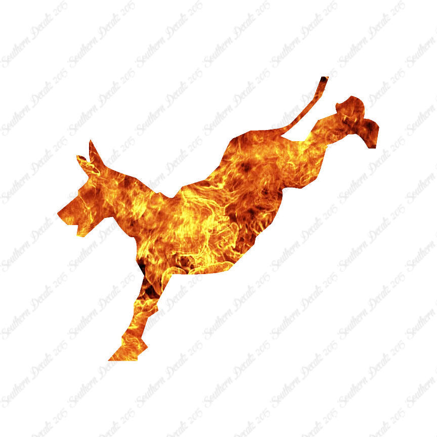 Mule Donkey