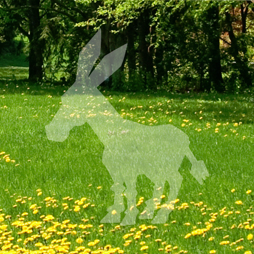 Donkey Mule Hinny