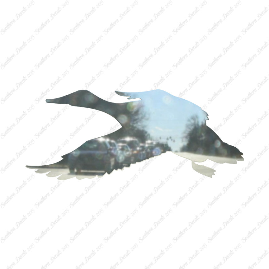 Duck Mallard Water Fowl