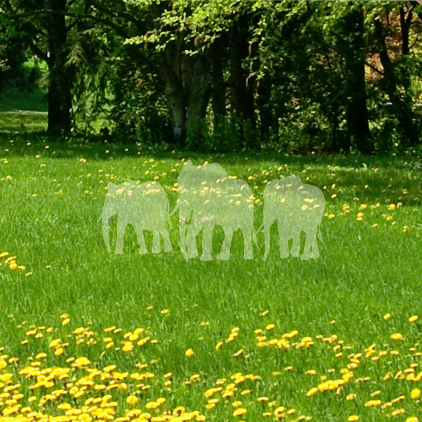 Group Of Elephant Herd