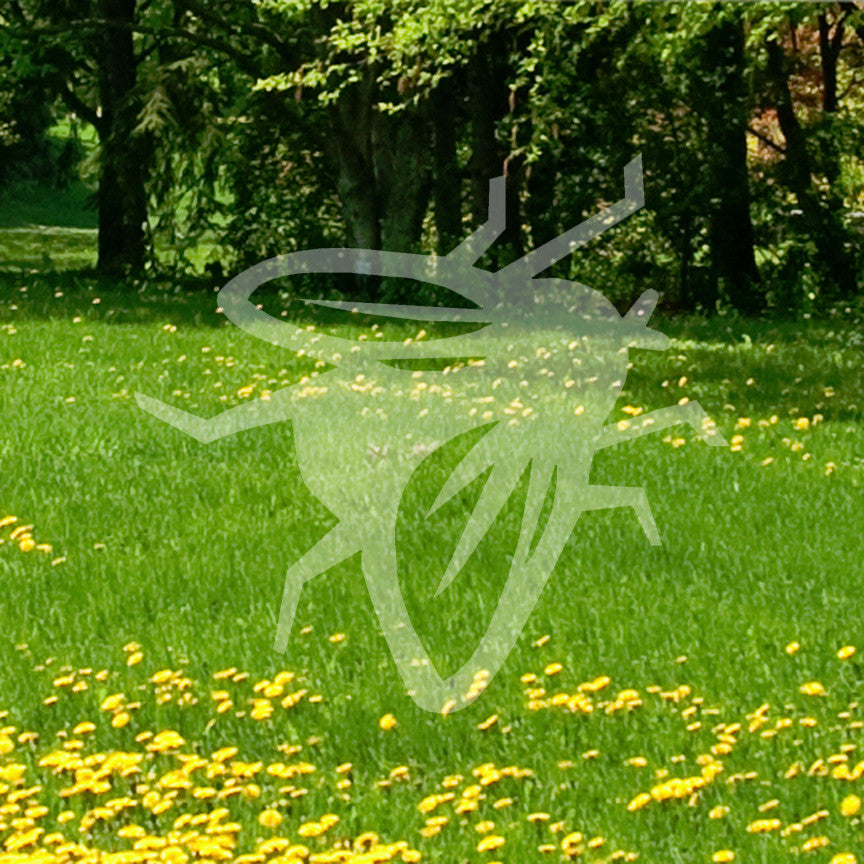 Fly Insect Pest Bug