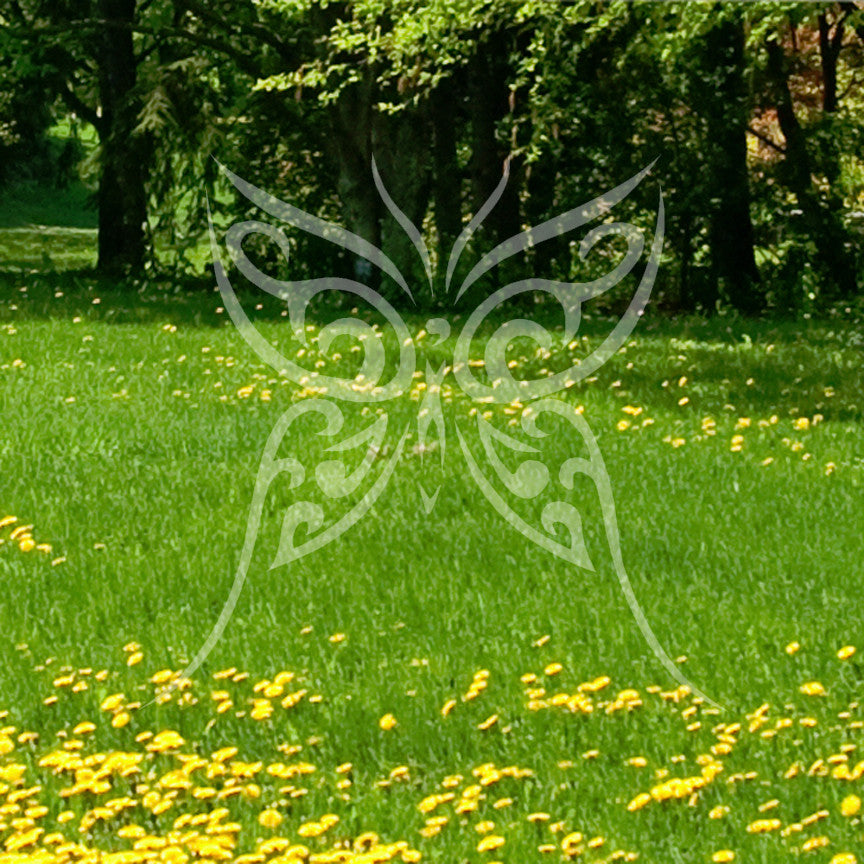 Butterfly Art Design
