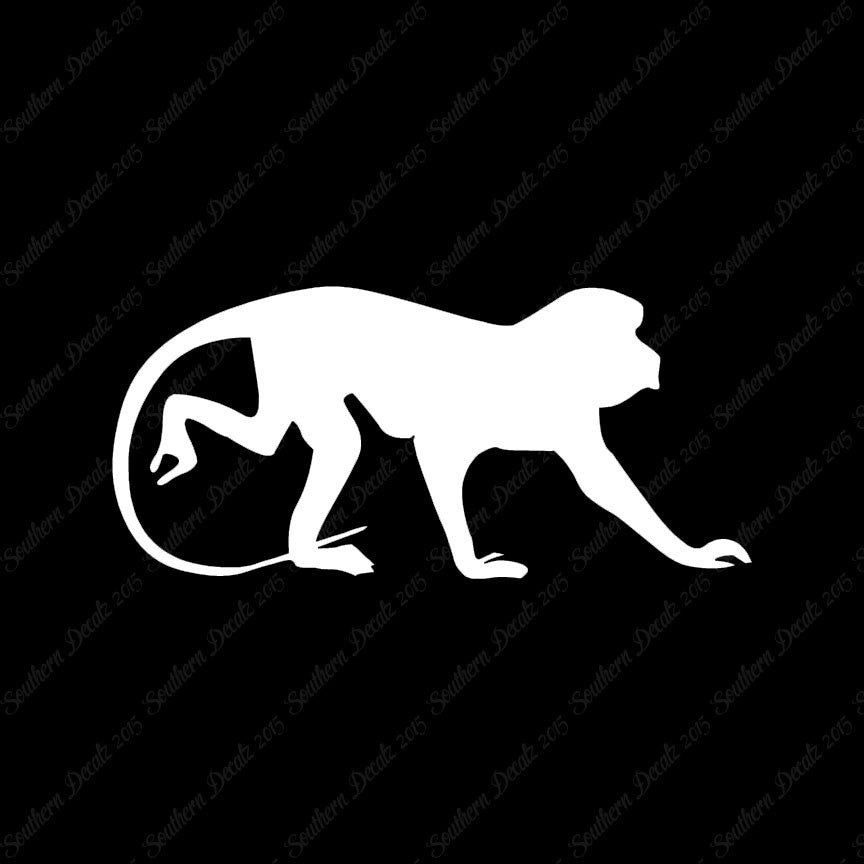 Monkey Chimpanzee Primate