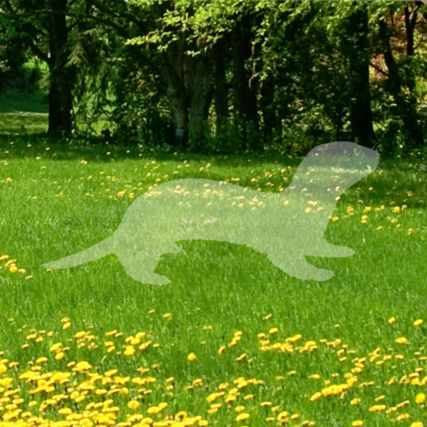 Otter Polecat Ferret