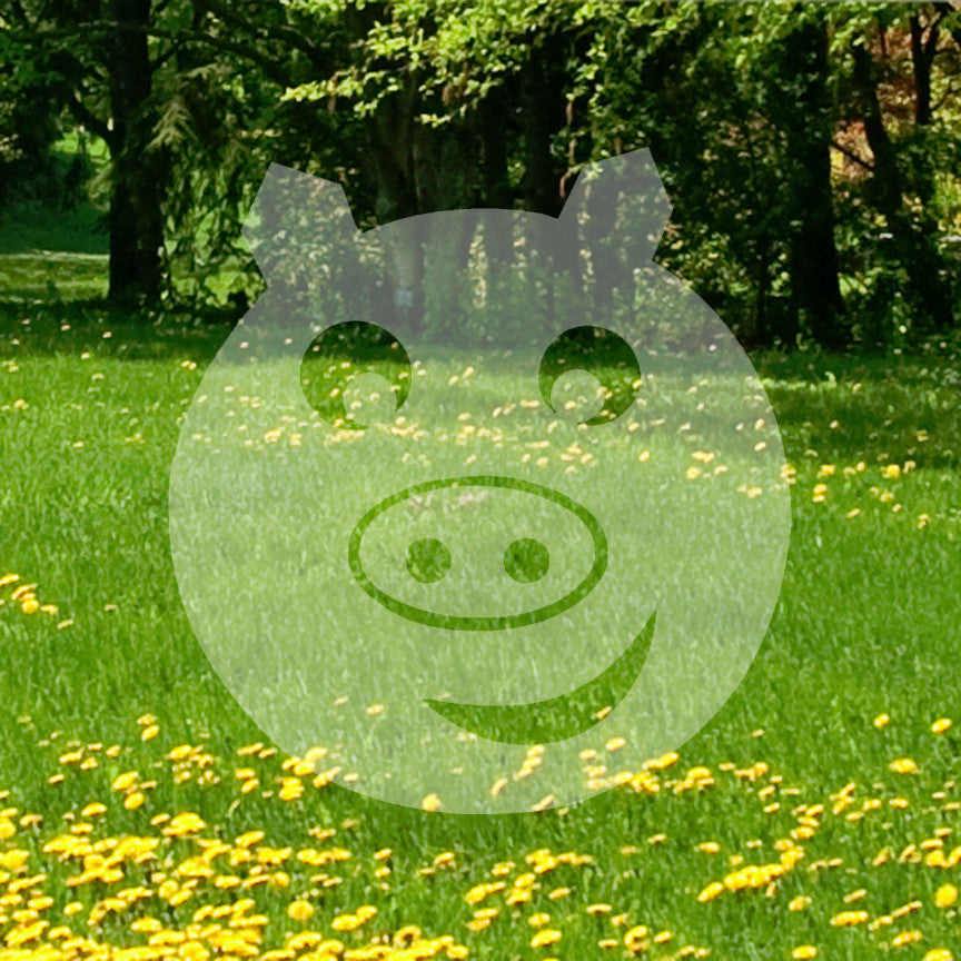 Pig Face Cute Art