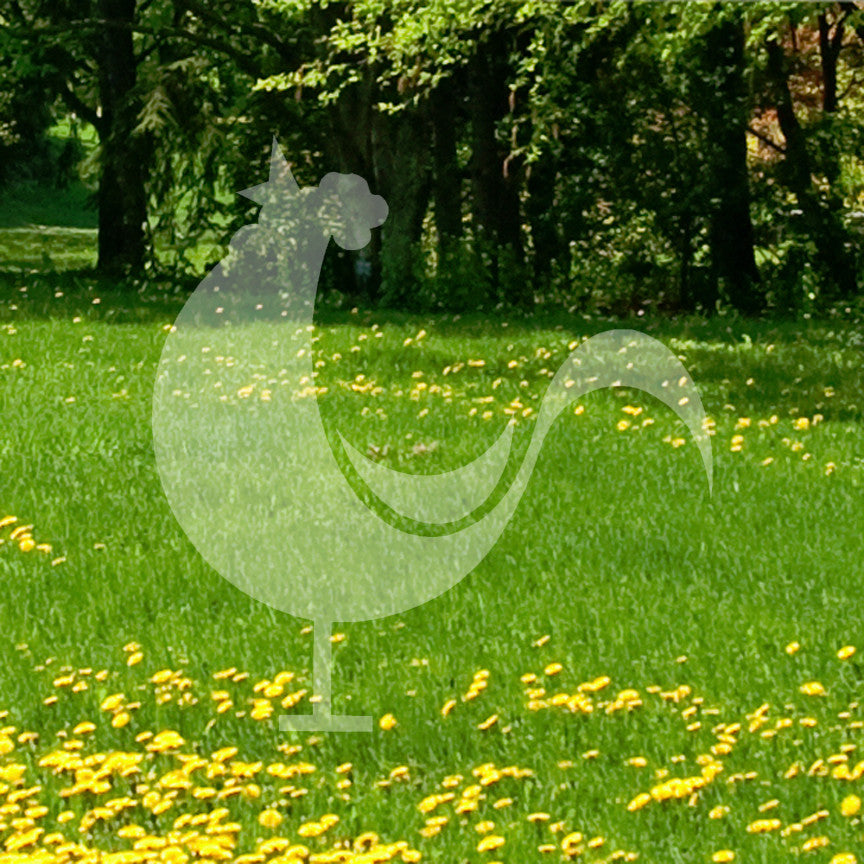 Crowing Rooster Art