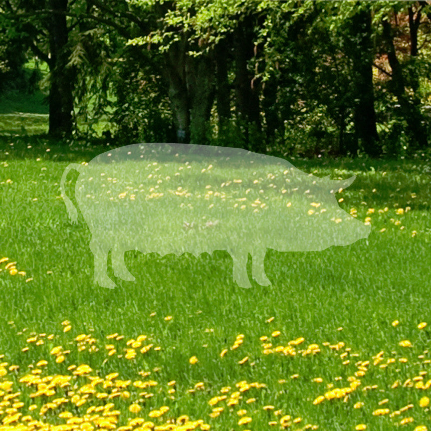 Pig Sow Hog Swine
