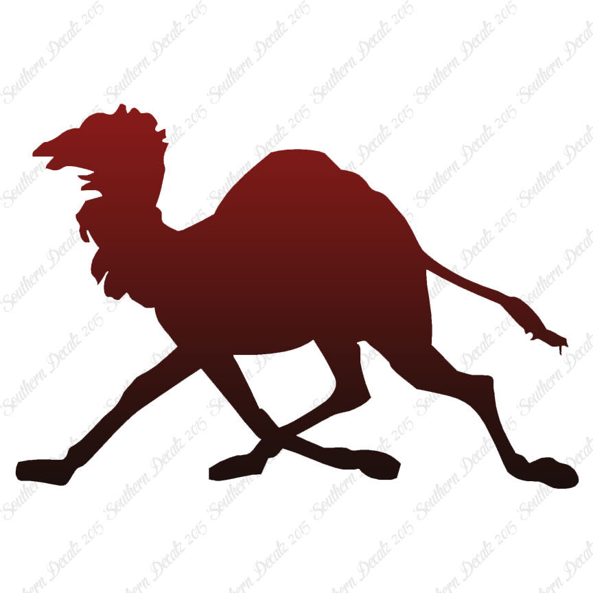 Dromedary Camel Running