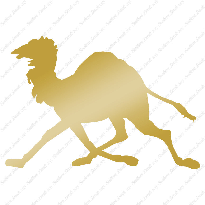 Dromedary Camel Running