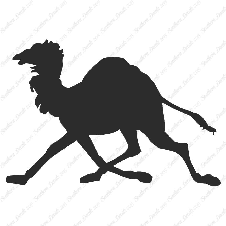 Dromedary Camel Running
