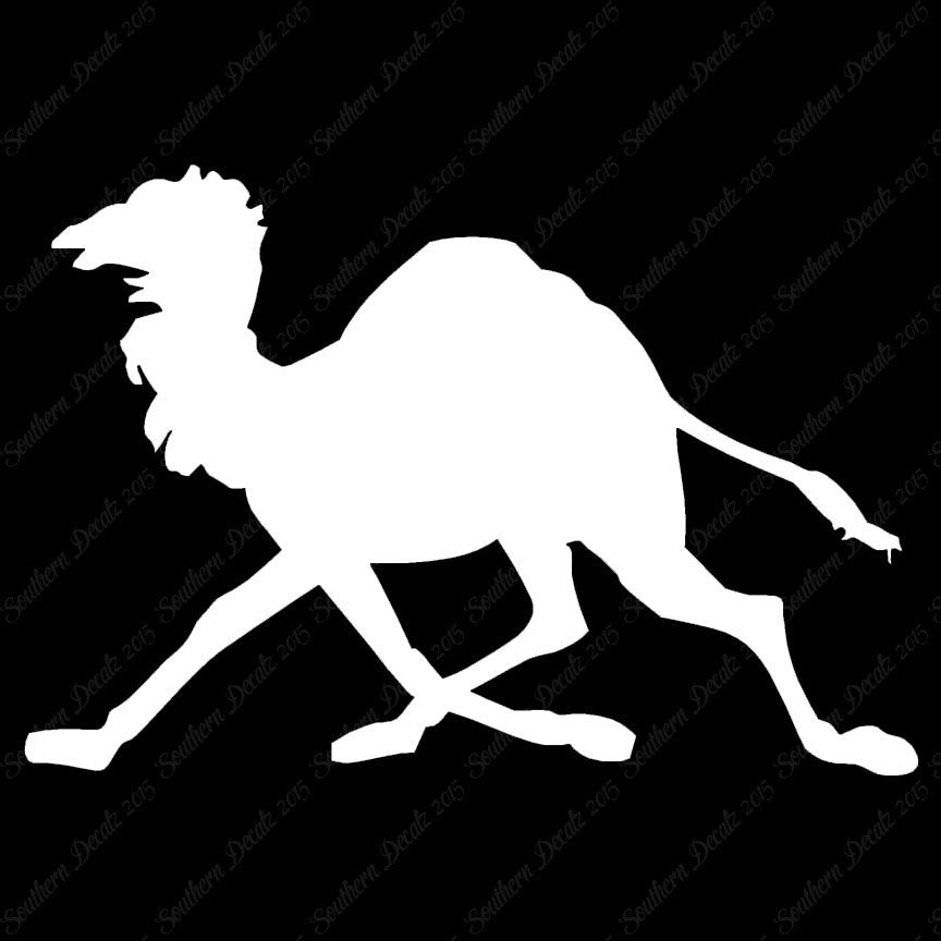 Dromedary Camel Running