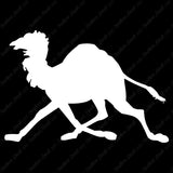 Dromedary Camel Running