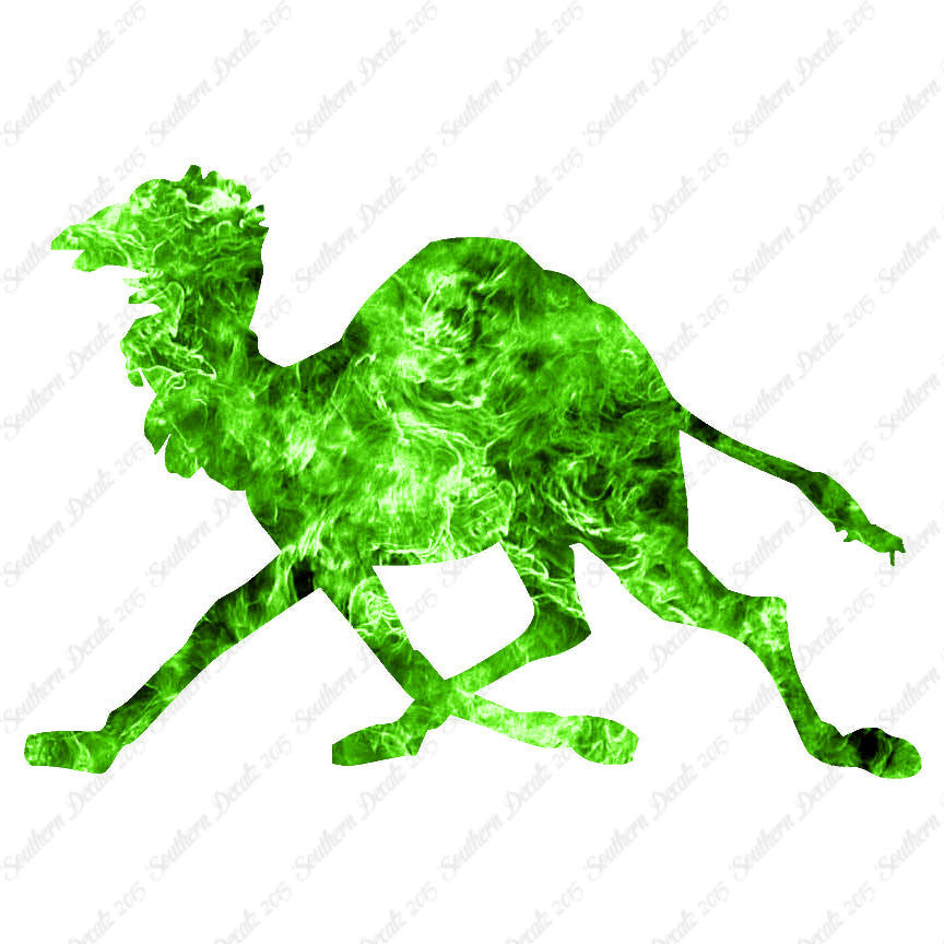 Dromedary Camel Running