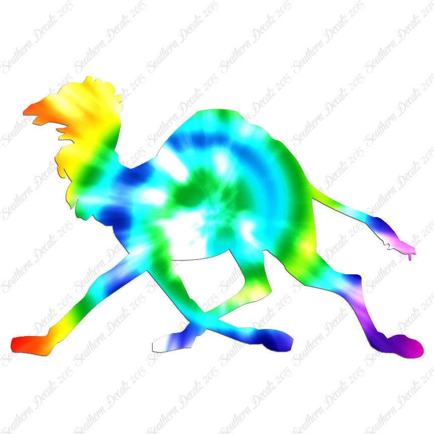 Dromedary Camel Running