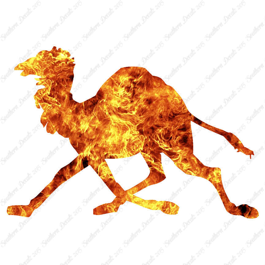 Dromedary Camel Running