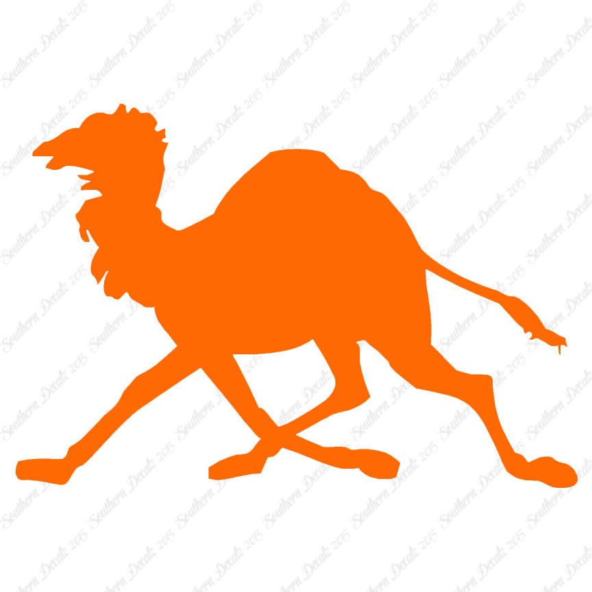 Dromedary Camel Running