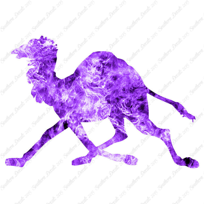 Dromedary Camel Running