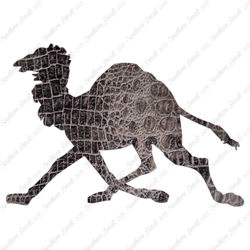 Dromedary Camel Running