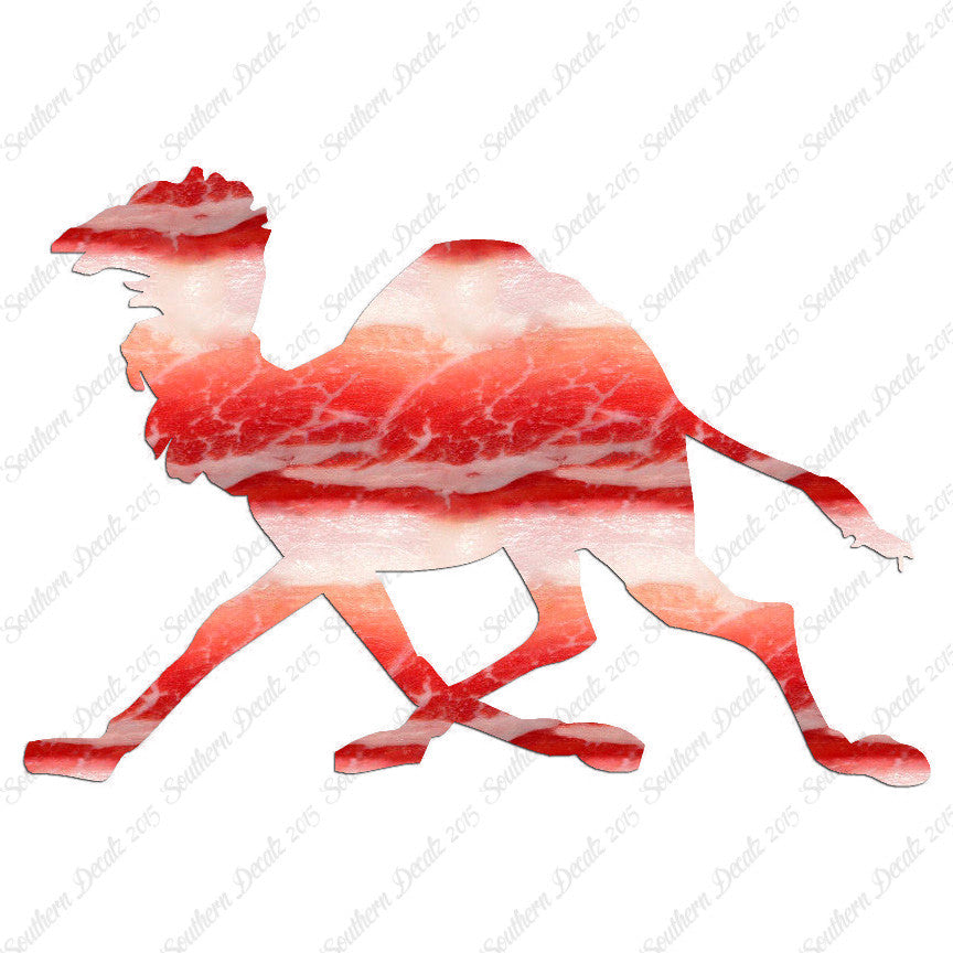 Dromedary Camel Running
