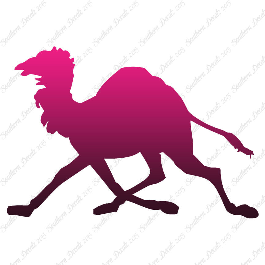 Dromedary Camel Running