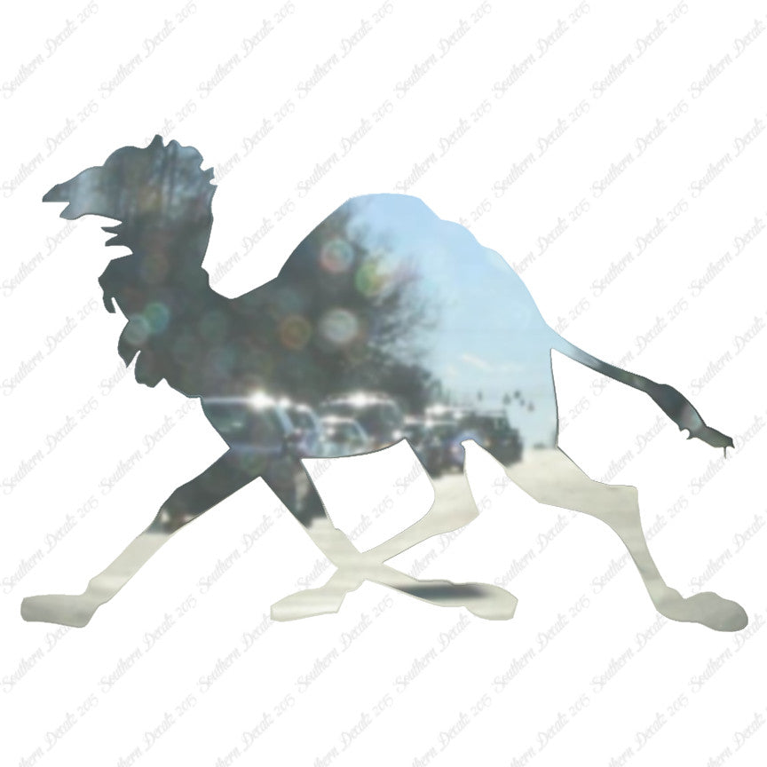 Dromedary Camel Running