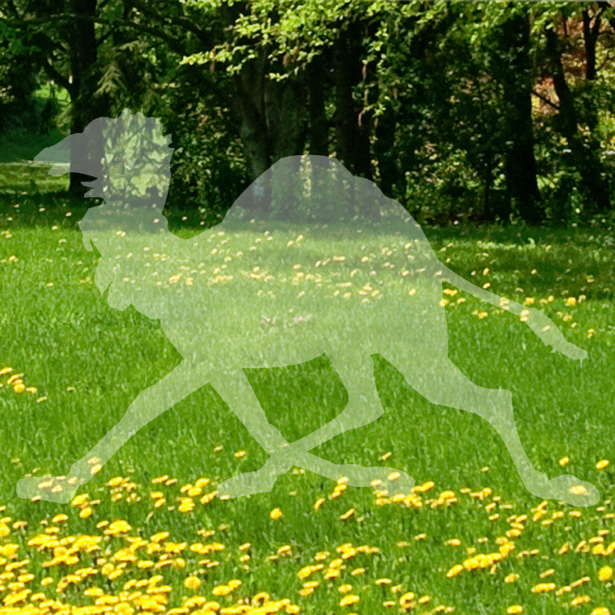 Dromedary Camel Running