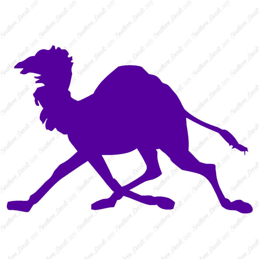 Dromedary Camel Running
