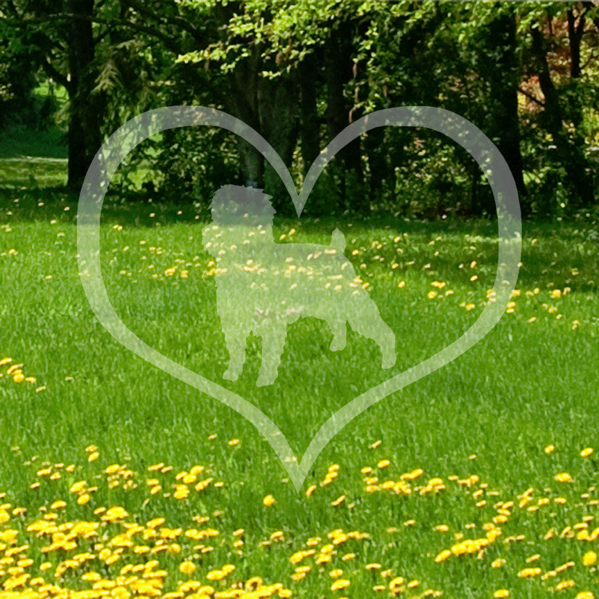 Affenpinscher Dog Heart Love