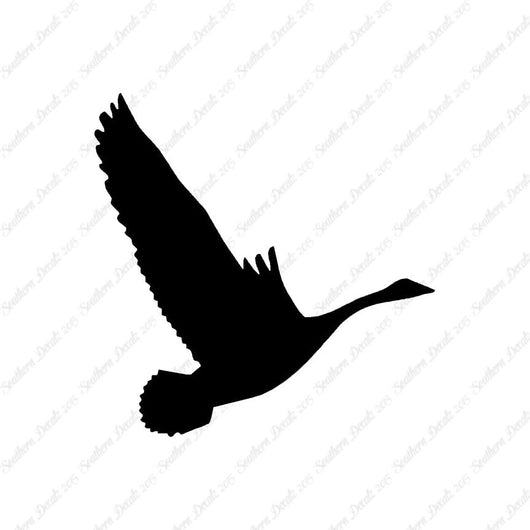 Canadian Goose Swan Flying