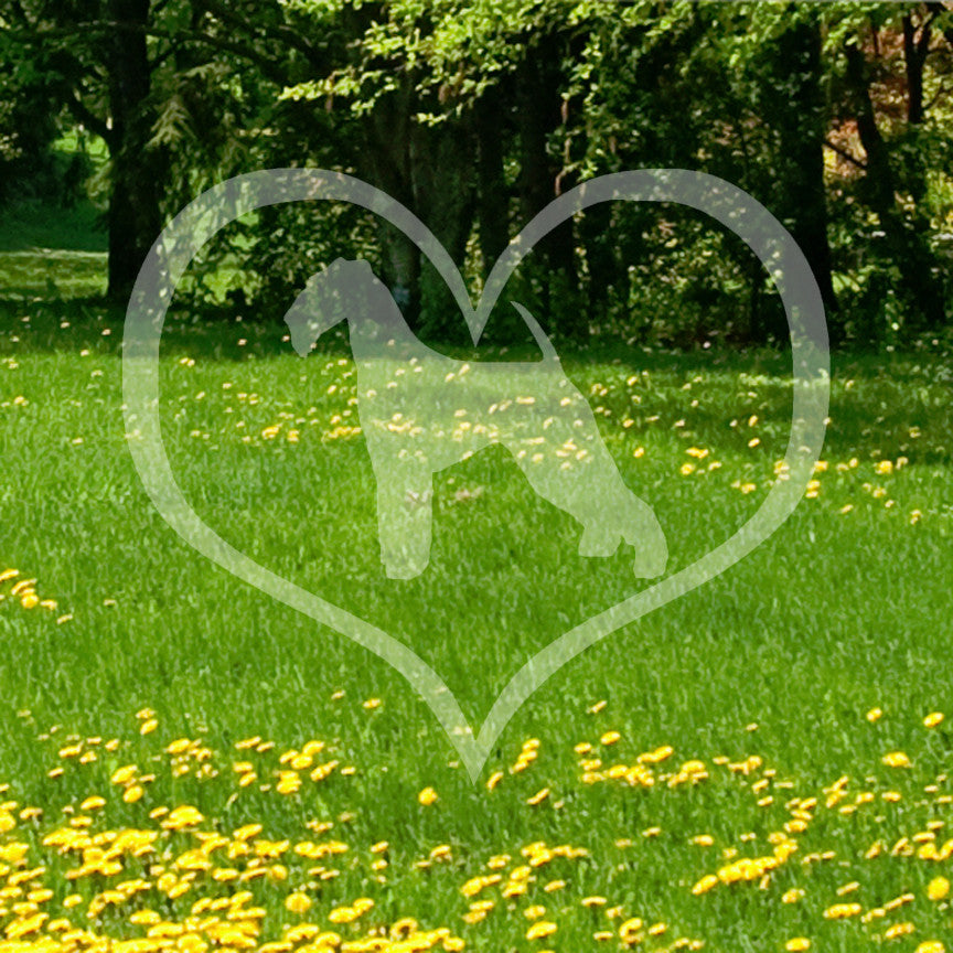 Airdale Terrier Dog Heart Love