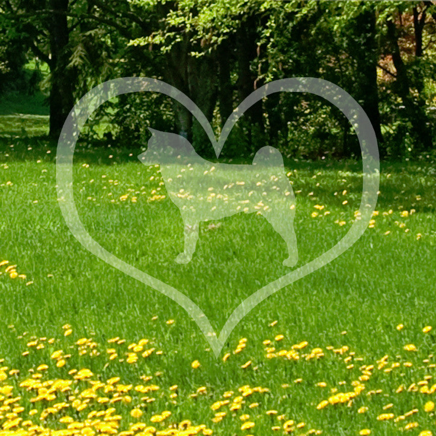 Akita Dog Heart Love