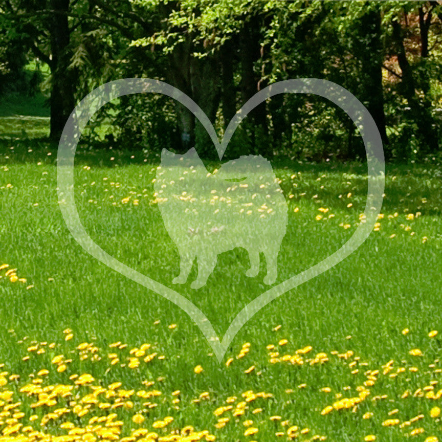American Eskimo Dog Heart Love