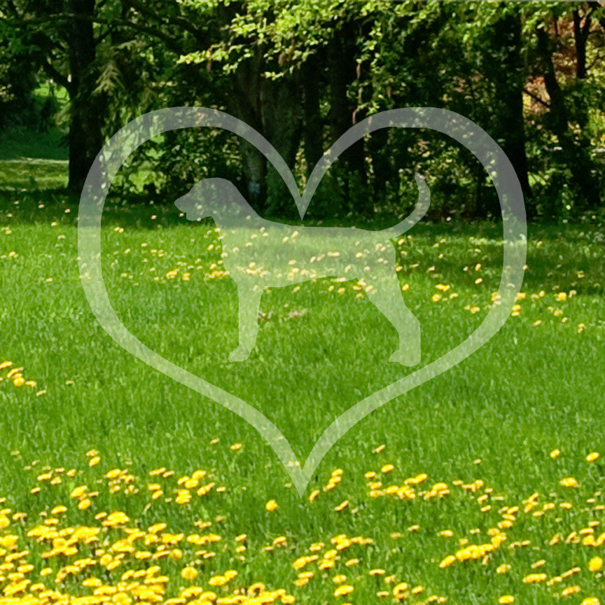 American Fox Hound Dog Heart Love