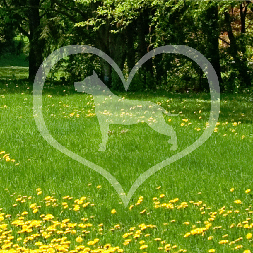 American Staffordshire Terrier Dog Heart