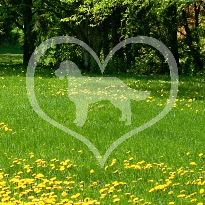 American Water Spaniel Dog Heart Love