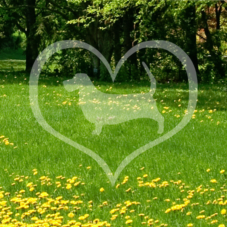 Basset Hound Dog Heart Love