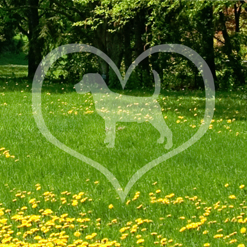 Beagle Dog Heart Love