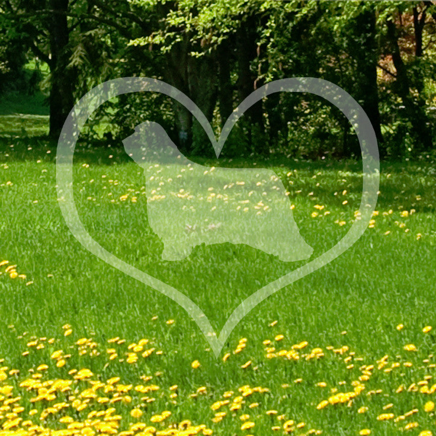 Bearded Collie Dog Heart Love