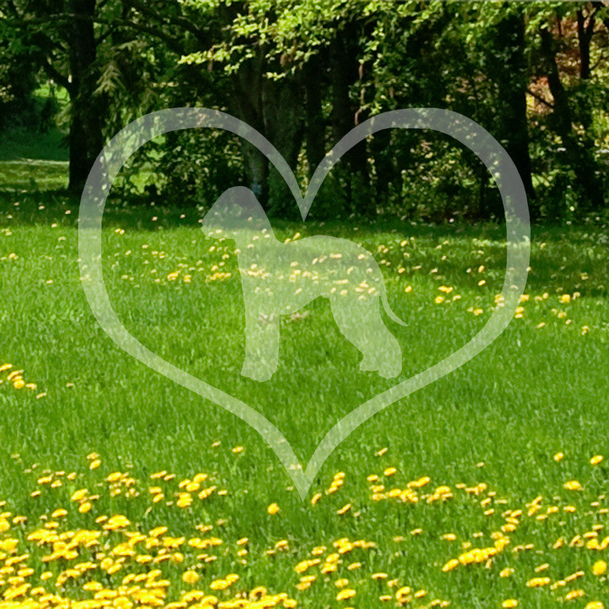Bedlington Terrier Dog Heart Love