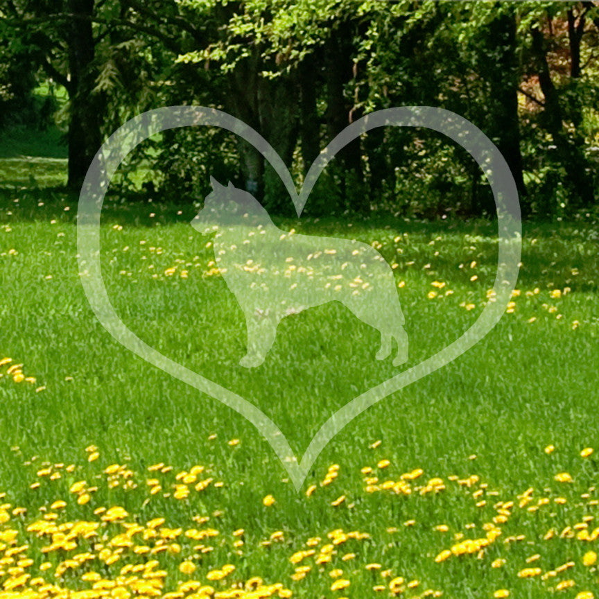 Belgian Sheepdog Dog Heart Love