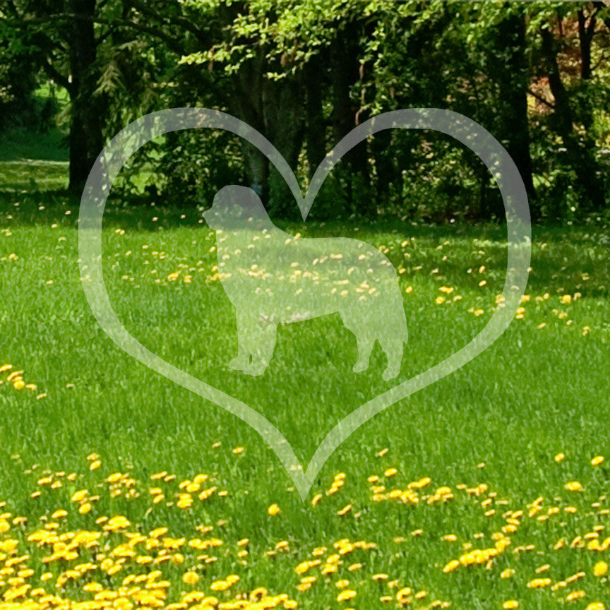 Bernese Mountain Dog Heart Love