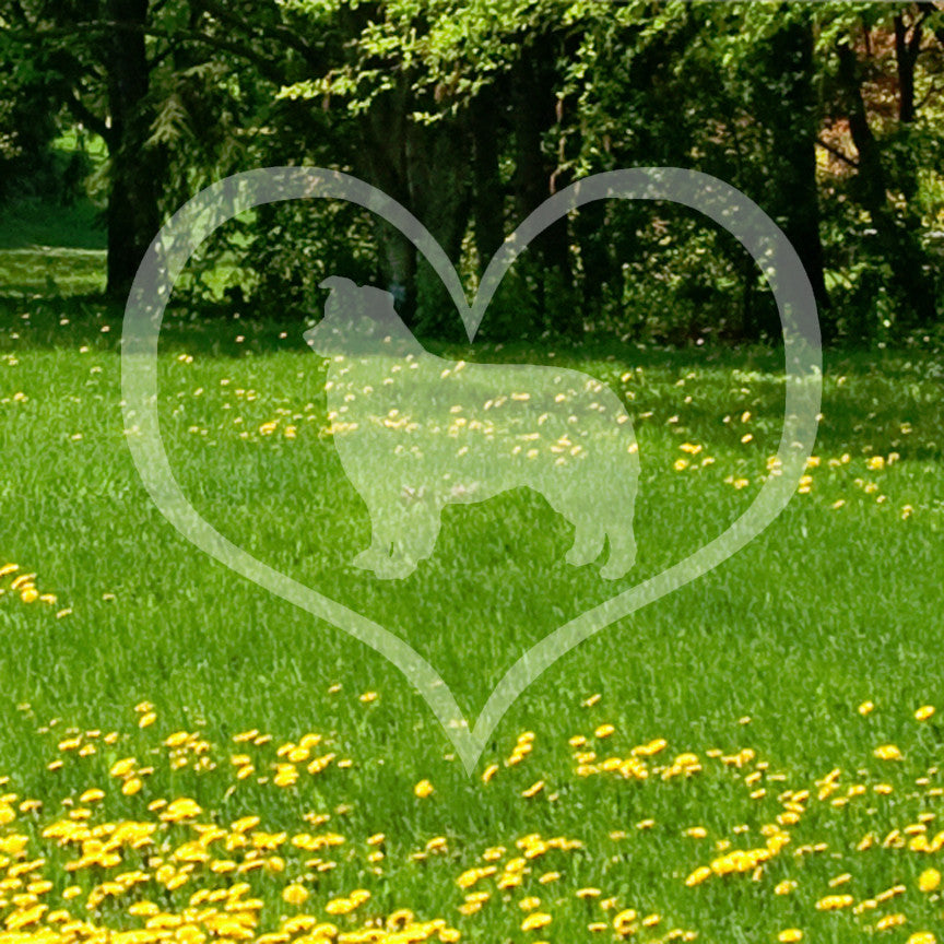 Border Collie Dog Heart Love