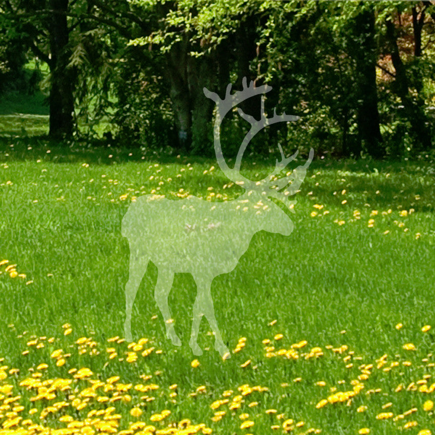 Caribou Elk Reindeer