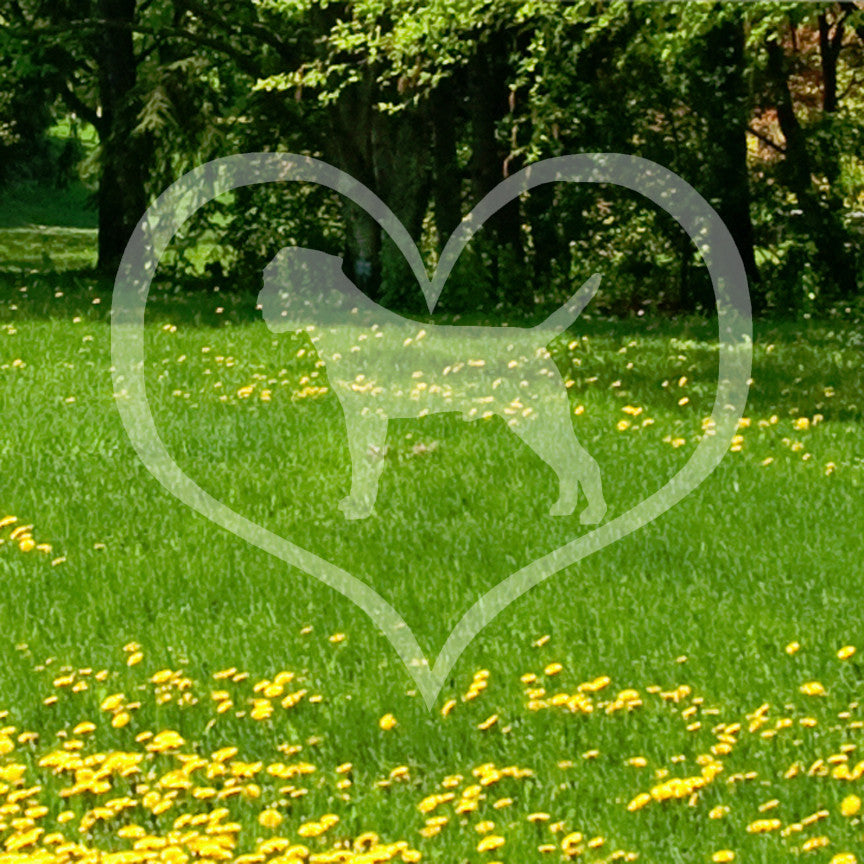 Border Terrier Dog Heart Love
