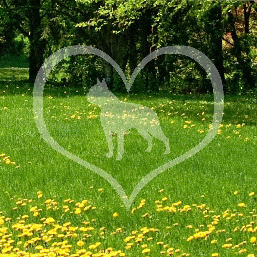 Boston Terrier Dog Heart Love