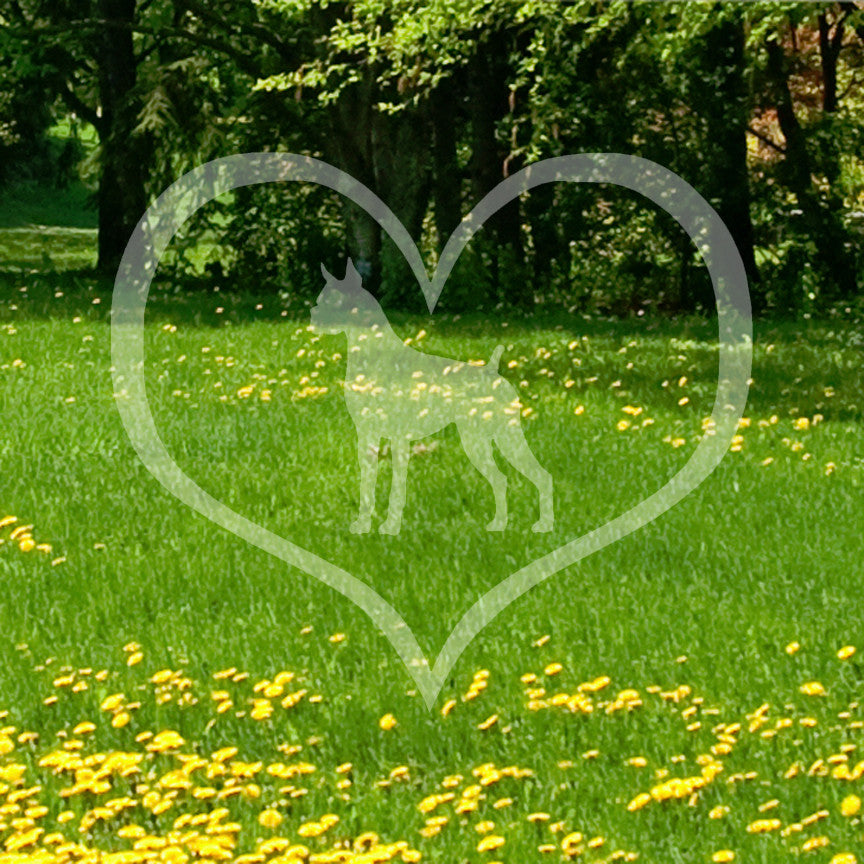 Boxer Dog Heart Love