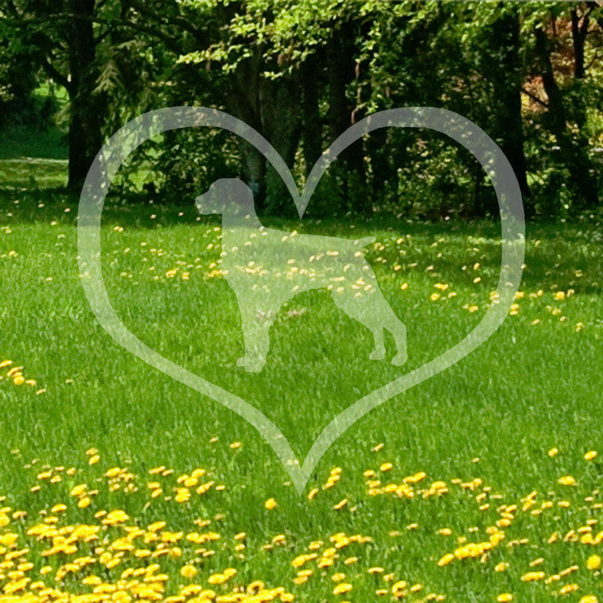 Brittany Dog Heart Love