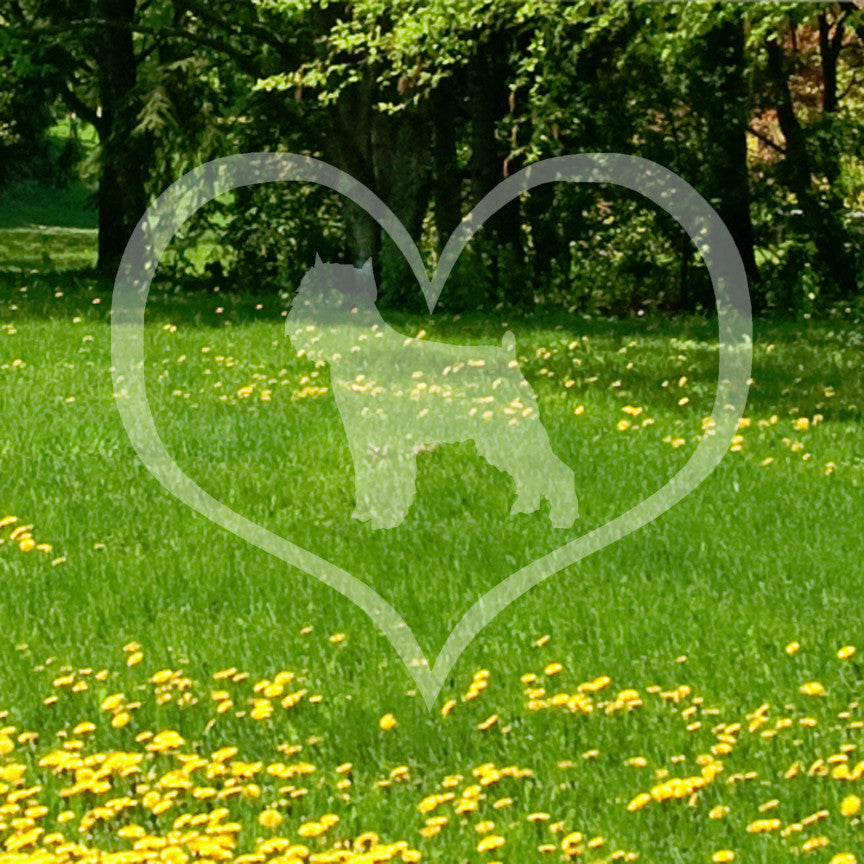 Brussels Griffon Dog Heart Love