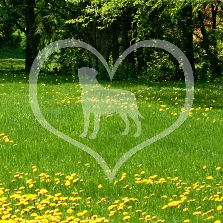 Bullmastiff Dog Heart Love
